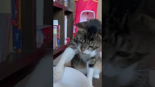 自動給水機を初めて目の当たりにした猫#猫 #cat #shorts