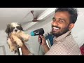 ഇസു ന്റെ reaction ഉം ആലിയുടെ 1st കുളിയും.. a labrador shih tzu friendship story