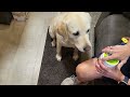 pippi likes review legit pet mushroom complex treats for dogs