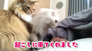 寝坊した飼主を起こしに来てくれる猫が愛おしい...