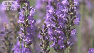 ラベンダー1万株　色と香り楽しむ　山梨・河口湖畔(17/07/08)