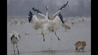 Poyang Lake and the Siberian crane