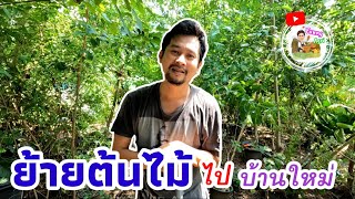 ย้ายต้นไม้ไปบ้านใหม่ พร้อมเทคนิคดีๆสำหรับเกษตรมือใหม่ [Funny Agri EP.2]