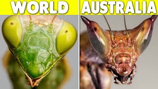 Why Is Australia Turning Ordinary Animals Into Monsters?