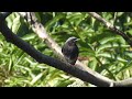 vogelsprache bird language warnruf bodenfeind hausrotschwanz