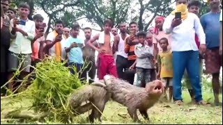 সাপ ও বেজির ভয়ঙ্কর লড়াই | সাপের সাথে বেজির লড়াই | mongoose vs snake | beji abong saper lorai