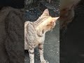 சித்தி உனக்கு ஒரு நல்ல செய்தியை இருக்கு tamilshorts funny_cat catlover_koothugal