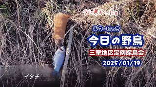 ギター日記　今日の野鳥　・　三室地区定例探鳥会　2025年1月19日