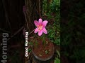 pink rain lily .. native from mexico to kerala india ഇപ്പോൾ നമ്മുടെ മീൻ ചട്ടിയിൽ വളരുന്നു