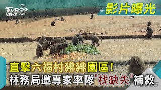 直擊六福村狒狒園區! 林務局邀專家率隊「找缺失」補救｜TVBS新聞@TVBSNEWS02