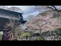 妙本寺の桜と海棠（2022.4.1）