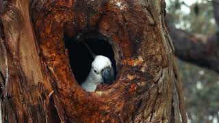 Cheeky cockatoo shares its tree.