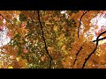 【紅葉】北海道大学 2019　autumn leaves　 札幌 北大