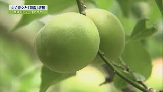 丸く青々と『鶯宿』収穫【テレビトクシマ】阿川梅の里／梅