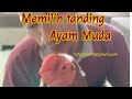 cara memilih tanding ayam