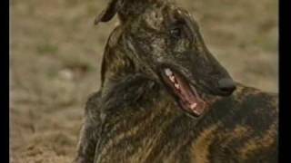 Documentario Galgo Español del 2004