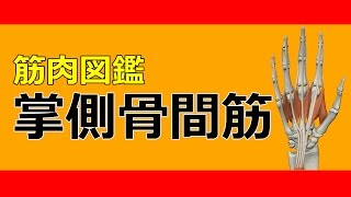 【筋肉動画図鑑】掌側骨間筋 - 筋肉研究所