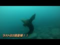 2021.01.29 積丹 トド現る！！　 hokkaido sealion diving