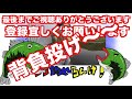 【バス釣り】梅雨の晴れた日に野池で！しかもタイニークラッシュで！？