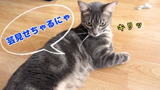 サーカス入団も間近！？猫が芸を覚えました！