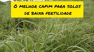 qual melhor capim para solos de baixa fertilidade ??   ( esse capim e o meu preferido para isso)..