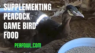 Supplementing Peacock Game Bird Food, Peacock Minute, peafowl.com
