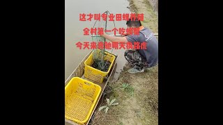 恭喜恭喜广西柳州田螺养殖高密度，坚持就是胜利，年轻胆子大就是好，全村第一个吃螃蟹#田螺养殖 #农村创业养殖水产养殖