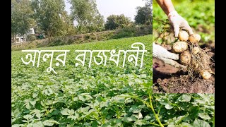 আলুর দেশ। The Capital Of Potato In Bangladesh। Munshiganj