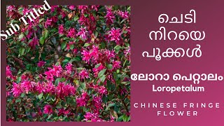 Loro petalum Flowers,ലോറോ പെറ്റാലം, Loropetalum plant Care and Propagation, A Himalayan Flower