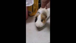 天竺鼠奶茶逛大街(Guinea Pig walking)