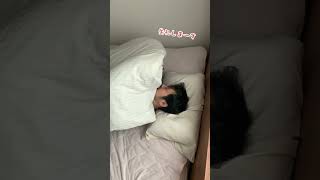 いっしょに寝よう【イタグレ ことぶき】Let's sleep together.  #shorts