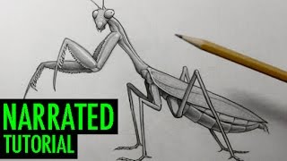 How to Draw a Praying Mantis
