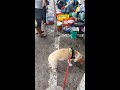 柯基犬肥弟大溪漁港