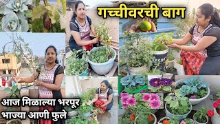 😍गच्ची वरची बाग 🌿 आज खुप भाज्या मिळाल्या | My Terrace Garden Tour | Harvesting Flower \u0026 Vegetables