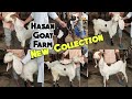 Hasan Goat Farm| Hyderabadi Bakriya| New Collection| Charminar|Murgi Chowk|Hyderabad