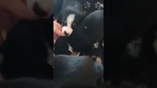 Entlebucher Sennenhund Welpen