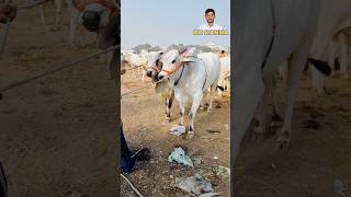 పెబ్బేరు శనివారం సంత-pebbair bull market-pebbair cattles market-pebbair oxen market-pebbair santha-🐂