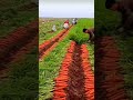 carrots harvesting…… #viral #satisfying #trending #gardening #youtubeshorts