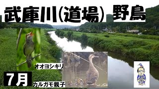 オオヨシキリだらけ！！神戸道場の武庫川の野鳥観察､7月6日、内山裕之、うっちー探検発見ほっとけん