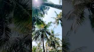 natural coconut trees // தென்னை தோப்பு