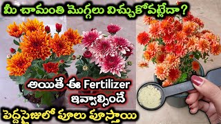 చామంతి మొక్క ఎక్కువ పువ్వులు పూయడానికి ఈ Fertilizer ఇవ్వండి | Chamanthi Plant Care #chamanthi