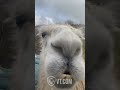 sassy llama roasts its owner. 🦙🔥