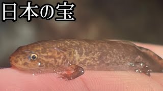 【乱獲禁止】希少なサンショウウオの見つけ方