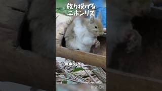 ニホンリスは自由奔放　cute　Japanese squirrel　#ニホンリス　#squirrel　#リス　#栗鼠　#松鼠