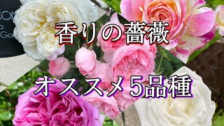 必見‼️【香りの薔薇】初心者様にオススメ🌹✨育てやすい5品種紹介します🐻❤ver.2020