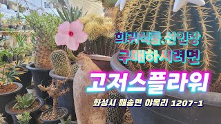 #선인장 목단 고룡환 백각기린 목기린등등 희귀한 식물은 #고저스플라워에서 만나요