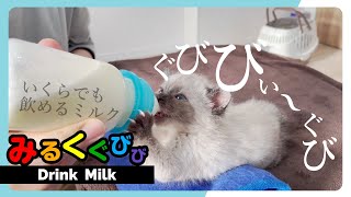 【子猫の哺乳瓶ミルク】あわてすぎてなかなか飲めない子猫たち★「ふぁ～ふぁふぁふぁふぁふぁふぁ～」ポッキーがしゃべりながら飲み始めた★13日目〈保護猫〉～Kitten growth record～