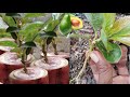 you must be asking questions,!!! Avocado shoot cuttings with banana stems can grow roots