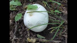 Гриб Дождевик гигантский, сбор и сушение .Puffball mushroom: how to dry for winter.