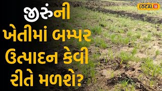 Agricultural Tips: જીરુંની ખેતીમાં બમ્પર ઉત્પાદન કેવી રીતે મળશે? કૃષિ વૈજ્ઞાનિકે આપી સોનેરી ટિપ્સ